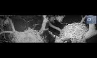 KNF E-3 & E-1 Nest Views