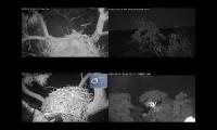 KNF E-3 & E-1 Nest & Canopy Views