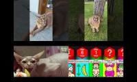 Thumbnail of Cat Cant Get Over The Loss Of Her Kittens And Becomes Aggressive | Animal in Crisis EP52