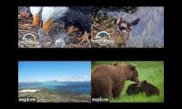 Thumbnail of Big Bear Eagles + AK River & Dumpling Mtn