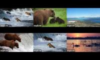 Thumbnail of BEAR CAMS 6 KRV NN DM BF BFL RF