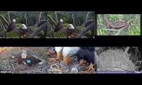 Thumbnail of Eagles Live Video Cameras 1