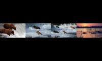 Thumbnail of Katmai bears livestream fall Cams ZimS