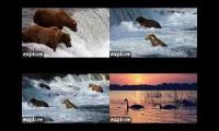 Thumbnail of Katmai bears livestream fall Cams ZimS