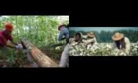 Thumbnail of Forrest farm of the ages