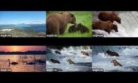 Thumbnail of Brooks Brown Bear bf rf krv dm nn bfl