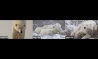 Explore.org Polar Bears International