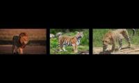 Thumbnail of Ian Fairley Larger Cats