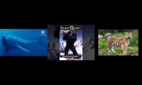 Thumbnail of megalodon tartok tiger