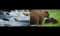 Thumbnail of Bear cams 2025 RF-KRV
