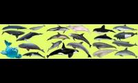 Thumbnail of Smart Kids Cetacean Collection For Kids