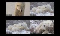 Explore.org Polar Bears 4 cams PBI.org