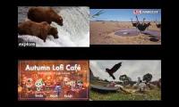 Thumbnail of bird afternoon class