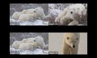 Thumbnail of Polar bear cam live 2025