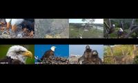 Thumbnail of Only Eagles for the leash