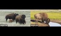 Thumbnail of Explore Bison Cams Watering hole and calfing