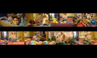 harry the bunny 8 funnie bunnie