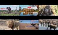 Thumbnail of Wildlife cams I like