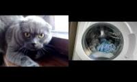 Thumbnail of angry cat British Shorthair