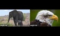 Thumbnail of Tembe and Decorah live cams