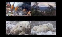 Thumbnail of Two Eagles and Two Polar Bears