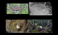 Thumbnail of FL Eagle Hatching Cam 2025