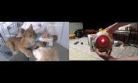 Thumbnail of Hope & Goldie Bear Share Their Gerber Bottle While Playing With The Move And Crawl Ball
