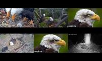 Thumbnail of Favorite Eagle Live Streams