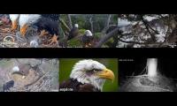 Thumbnail of Favorite Eagle Live Streams 1