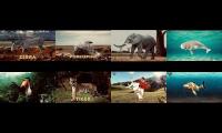 Thumbnail of Drulii TV Animals Same Times