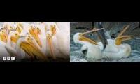 Thumbnail of BBC Earth Pelicans Animation