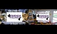 Thumbnail of Friends of Felines Live Cams