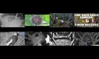 Thumbnail of Eagles Cam Live 280001