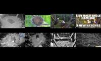 Thumbnail of Eagles Cam Live 280002