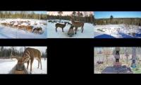 Thumbnail of Brownsville Deer Cameras
