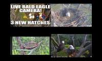 Thumbnail of FL Eagle Hatch Cam 2025 2026