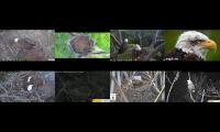 Thumbnail of Eagles Cam Live 280001