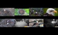 Thumbnail of Eagles Cam Live 280002