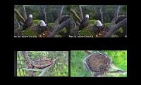 Thumbnail of FL Eagle Twins Cam 2026