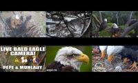 Thumbnail of Favorite Eagle Live Streams