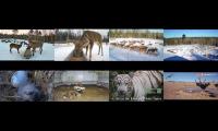 Thumbnail of Goated Animal Cams 2