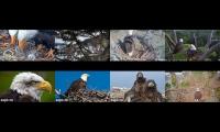 Thumbnail of Only Eagles for the leash-revised