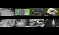 Thumbnail of Eagles Cam Live 280003