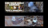 Thumbnail of FL eagle hatch cam 2026