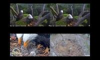 Thumbnail of bald eagle watch vid 2026