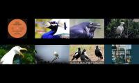 Thumbnail of AVIAN FLU DANCE MIX OF THE END TIMES