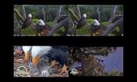 Thumbnail of bald eagle nefl bbv 2026