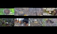 Eagles Live Cam 123456