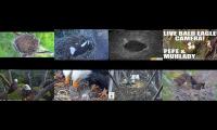 Thumbnail of Eagles Live Cam 123456
