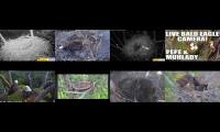 Thumbnail of Eagles Live Cam 123456